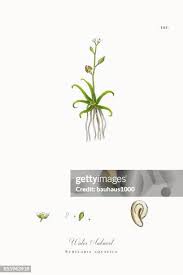 Image result for Subularia