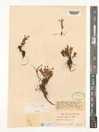 Image result for Crepidorhopalon goetzei