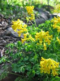 Corydalis ferny corydalis cheilanthifolia seeds ($4, seed corner) Crazy For Corydalis The Frustrated Gardener