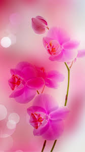 Free Download Pink Flowers Iphone 6 Plus Wallpaper Iphone 6 Plus Wallpapers Hd 1080x1920 For Your Desktop Mobile Tablet Explore 47 Red Iphone 6 Plus Wallpaper Iphone 6s Plus