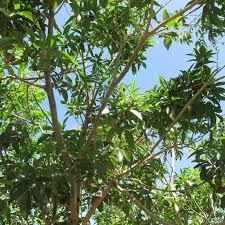 Image result for Fraxinus velutina