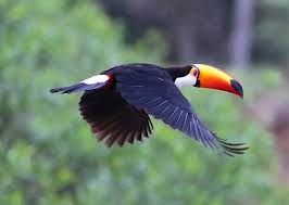 Did you know there is a beautiful south american bird with an amazing colorful bill (beak) that makes toucans also use their bills to preen (to smooth or clean the feathers) other toucans and to toss food to one another. People Are Suddenly Realizing Toucans Are Weirder Than They Thought Share Facts About Them In A Viral Thread Bored Panda