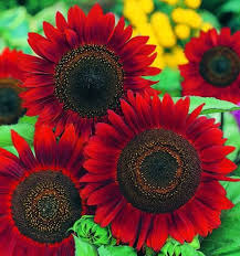 Sedangkan kelopak bunganya mempunyai diameter sekitar 15 cm. 10 Benih Seeds Bibit Flower Bunga Matahari Velvet Queen Sunflower Velvet Queen Wildflower Purple Rare Beatuiful And Unique Lazada Indonesia
