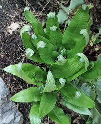 Image result for Asplenium