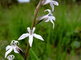 Image result for Lobelia chireensis