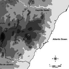 Image result for Rhaphiostylis beninensis