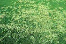 Image result for Poa