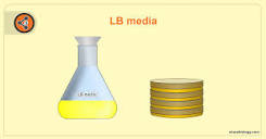 LB broth / LB medium - Sharebiology