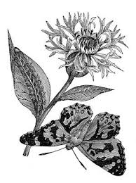 Antique Botanical Prints Black And White Botanical Engraving With Unknown Flower And Butterfly Vintage Art Prints Clip Art Vintage Vintage Flower Tattoo
