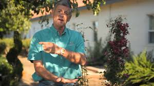We did not find results for: When To Water Clematis Garden Savvy Youtube