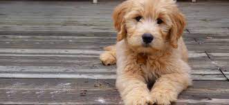 Is the goldendoodle the world's cutest dog? Blue Ridge Goldendoodle Puppies Home Facebook
