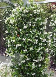 These eight climbers & creepers can be your pick. Buy Star Jasmine Trachelospermum Jasminoides 149 99 Delivery By Crocus