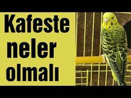 muhabbet kusu kafesinde neler olmali kus sagligi icin evde bulunmasi gereken malzemeler youtube muhabbet kuslari kus kusu