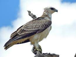 They often hunt for several days in one area and. File Martial Eagle Polemaetus Bellicosus Juvenile 13816501623 Jpg Wikipedia