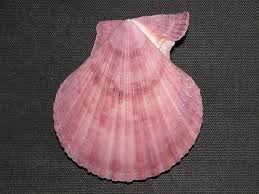 Image result for Cleistochlamys