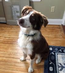 Adopt Potter On Petfinder Dog Adoption Dogs Rescue Dogs