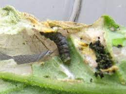 Spots enlarge in diameter with a black or brown border and with gray centers that are speckled with small black fruiting bodies. Tiny Caterpillars On Tomato Plant 359472 Ask Extension