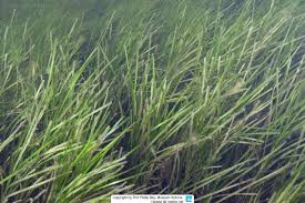 Image result for Zostera capensis