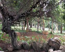 Image result for Entada gigas