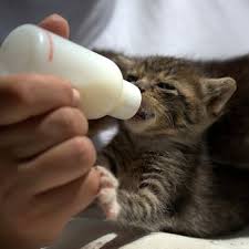 Check spelling or type a new query. 5 Hal Yang Harus Diperhatikan Saat Baru Merawat Anak Kucing Halaman All Kompas Com