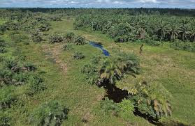 Image result for Limosella maior