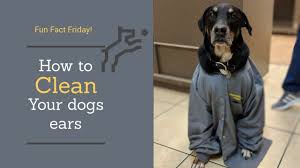 See full list on wikihow.com How To Properly Clean Your Dog S Ears Health Tips For Dogs