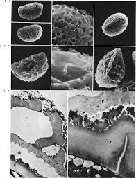 Image result for Cyclosorus striatus