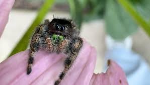 Michelle Mounce (@mychickensmygardens) • Instagram photos and videos