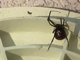 Huge Black Widow Spider