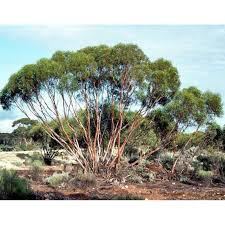 Image result for Crotalaria cylindrocarpa