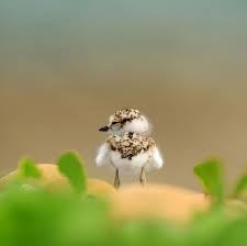 Bird Crying Like A Baby Will I Make It Cute Animals Animals Beautiful Animals