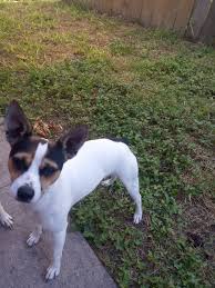 Rat terriers are great companions and will entertain their family for hours. Rat Terrier Puppies For Sale Corpus Christi Tx 313312