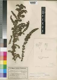 Image result for Anthospermum