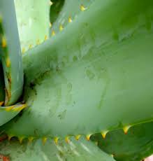 Image result for Aloe littoralis