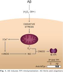 Pdf The Pathophysiology Of Triose Phosphate Isomerase Dysfunction In Alzheimer S Disease Semantic Scholar