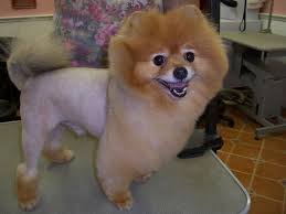 We did not find results for: Posh Pets Grooming Encinitas Petslover
