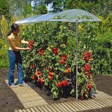 Sie schmecken gut, sind mit das beliebteste gemuese im garten dabei reifen die tomaten im oberen bereich um den stiel nicht aus. Tomatenhaus Selber Bauen Oder Kaufen Tomaten Garten Garten Garten Hochbeet