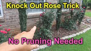 When is the right time to cut back knock out roses? How To Prune Knock Out Rose Roses Falling Over Youtube