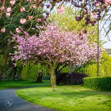What are the most popular flowering trees sold through the arbor day nursery? Blooming Tree Branches With Pink Flowers Cherry Blooming Springtime Stock Photo Picture And Royalty Free Image Image 72960560