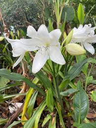 Image result for Crinum moorei
