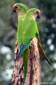 Peach fronted conures + join group. Parrot Encyclopedia Peach Fronted Conure World Parrot Trust