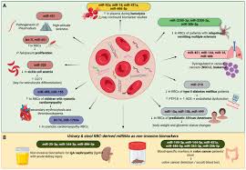 Image result for Red Blood Cell