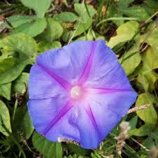 Image result for Ipomoea violacea