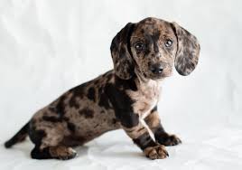The Dapple Dachshund Complete Dog Breed Guide Animal Corner