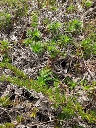 Image result for Pegolettia senegalensis