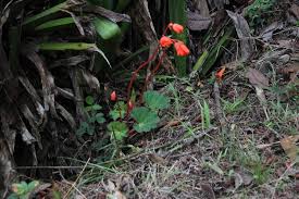 Image result for Behniaceae
