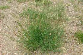 Image result for Chloris virgata