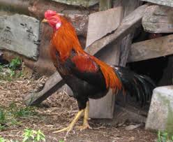 Permainan kasti tergolong dlm permainan bola kecil. Ayam Kampong Wikipedia