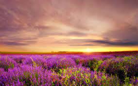 The Lilac Field Of Flowers Nature Wallpapers Landscape Photography Sunset Images Landscape