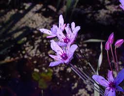 Image result for Butomopsis